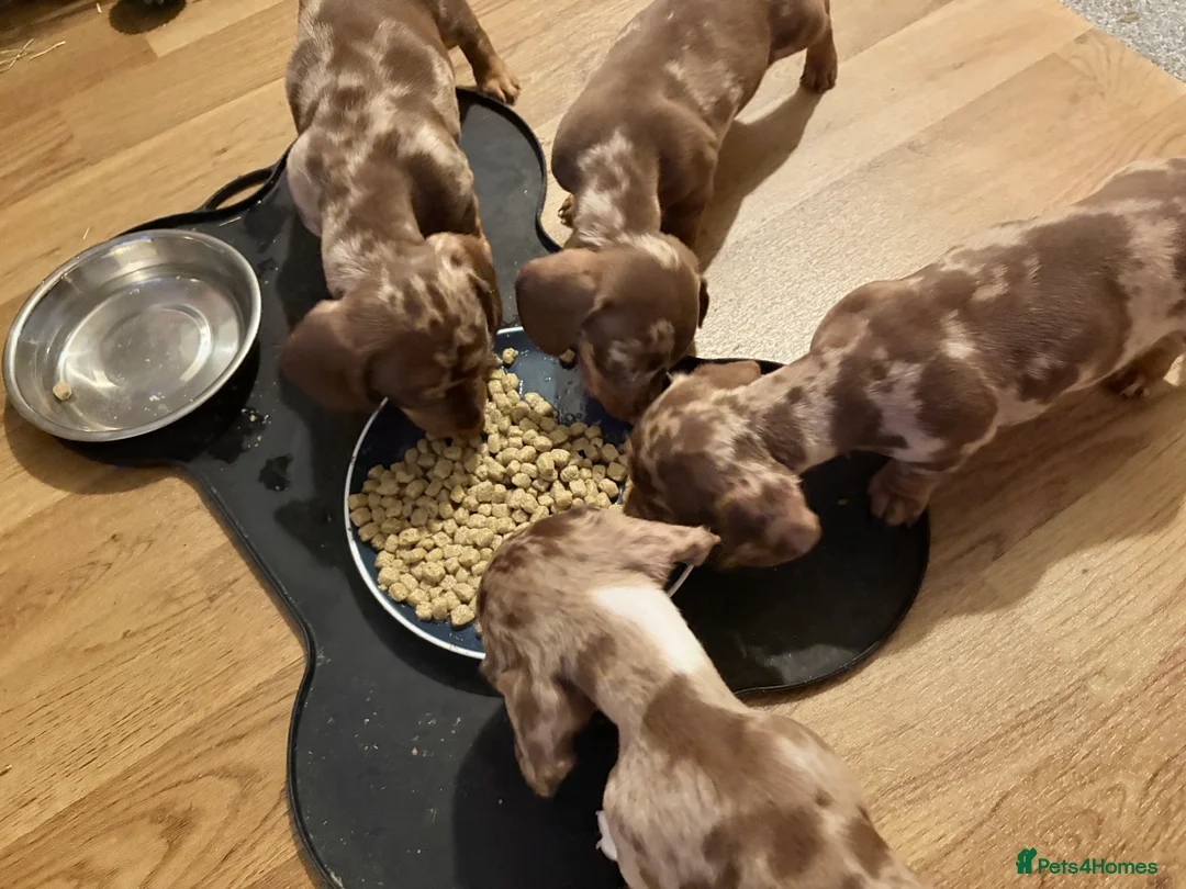 Miniature Dachshund dogs for sale: Miniature short hair dachshund  - Advert 2