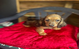 Miniature Dachshund dogs for sale: minature long haired daschund  - Image 9
