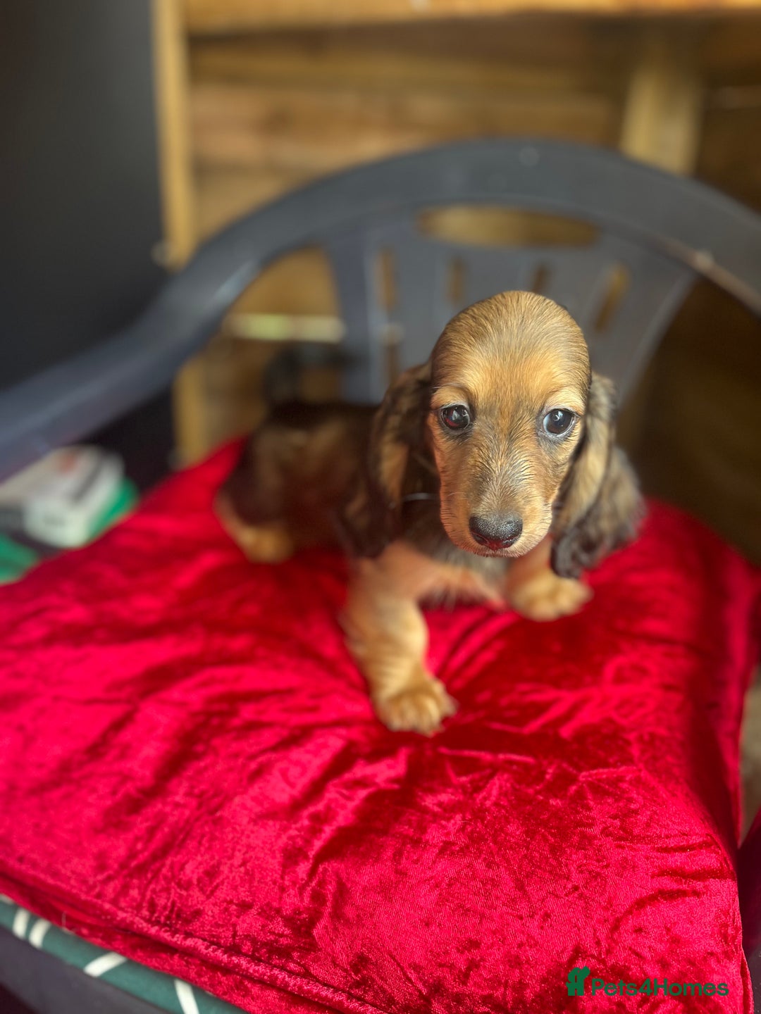 Miniature Dachshund dogs for sale: minature long haired daschund  - Image 9