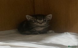Mixed Breed cats for sale: Have four male kittens for sale  - Image 2
