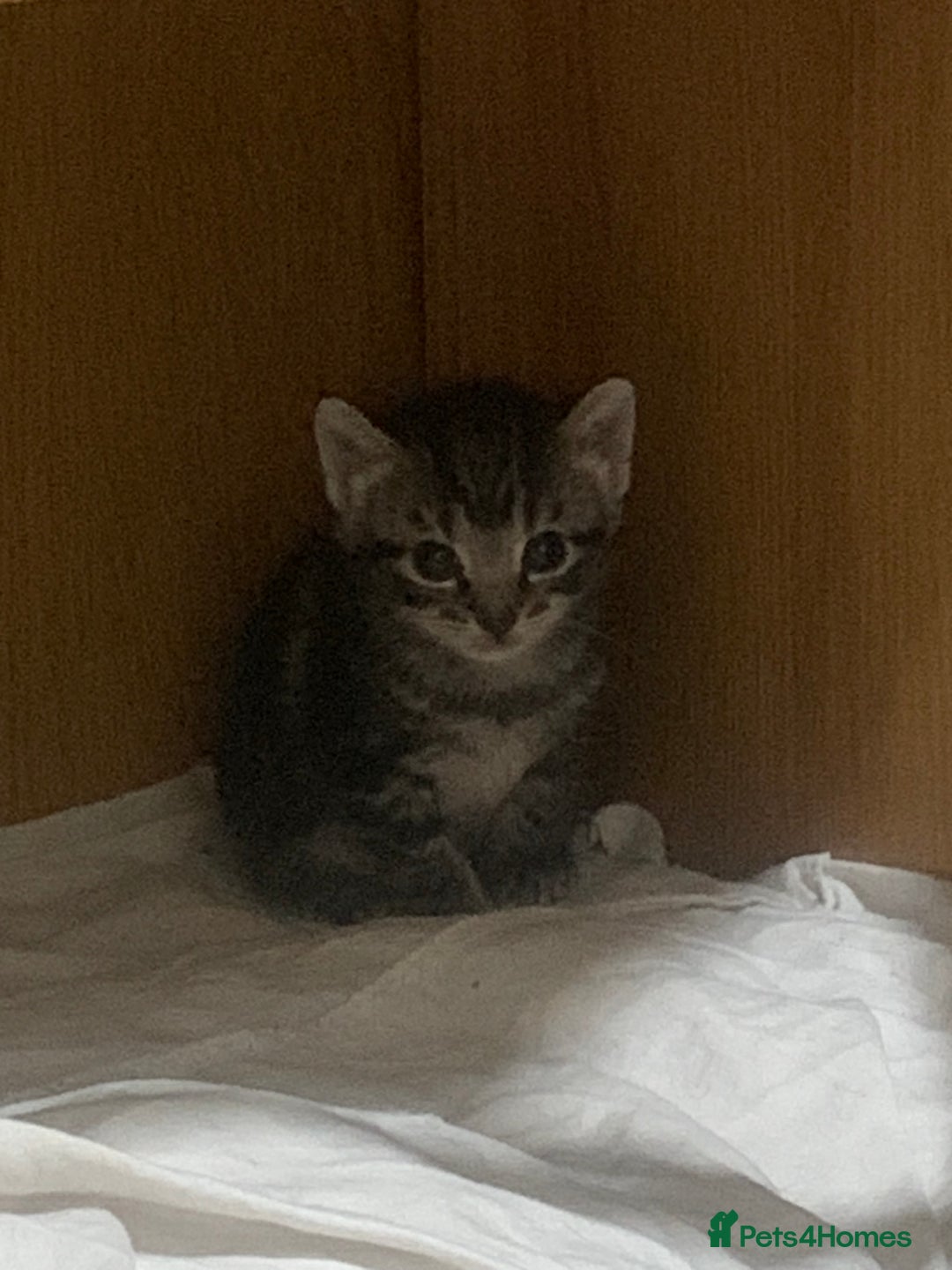 Mixed Breed cats for sale: Have four male kittens for sale  - Image 2