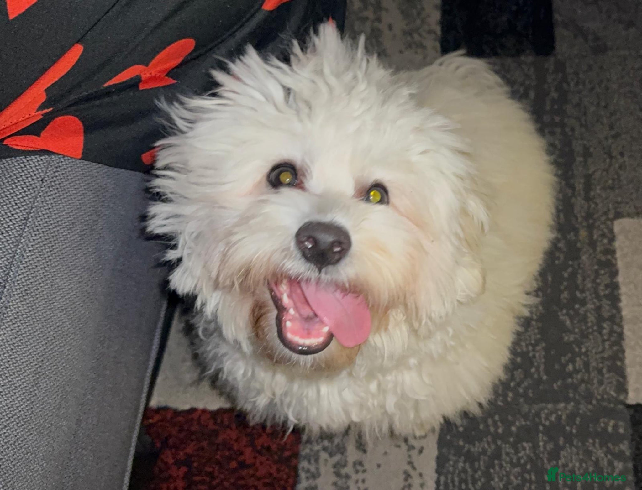 Maltese dogs Male Maltese – 7 Months Old for Sale - Advert 13