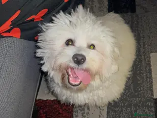 Maltese dogs Male Maltese – 7 Months Old for Sale - Advert 13