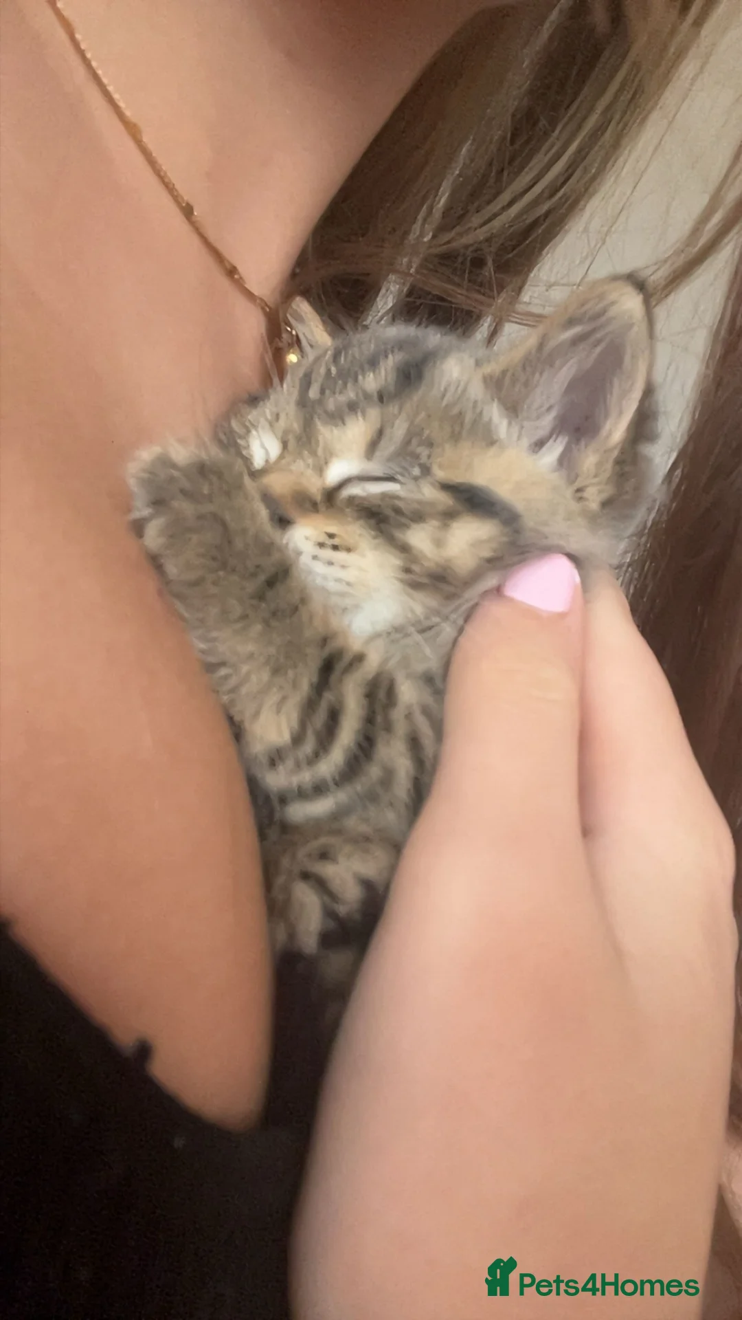 Mixed Breed cats for sale: 4 pretty kittens - Advert 12