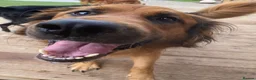 German Shepherd dogs for adoption: Harley is looking for a new forever home  in Castleford - Advert 14