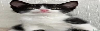 Mixed Breed Kitten 4