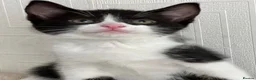 Mixed Breed cats for sale: 2 boys, 2 girls available  - Advert 4