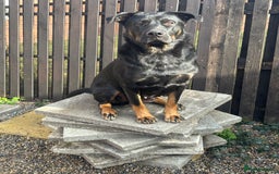 Mixed Breed dogs for sale: Vvvvvvv - Image 1