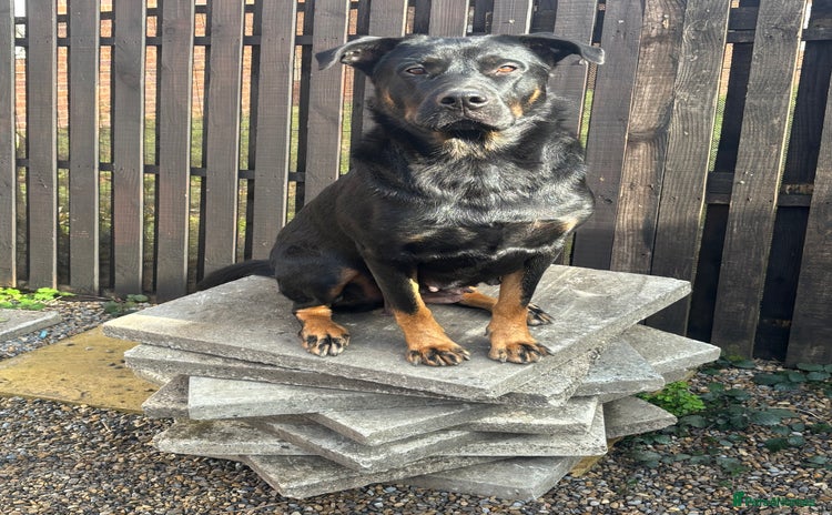 Mixed Breed dogs - Advert 1