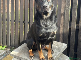 Mixed Breed dogs - Advert 1