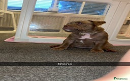 American Bully dogs for sale: Pocket bullies  ready to leave!! (Reduced) - Image 24