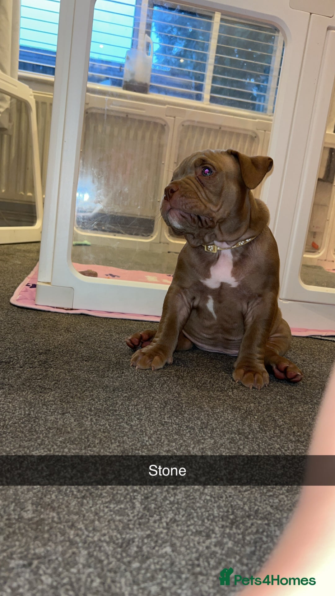 American Bully dogs for sale: Pocket bullies  ready to leave!! (Reduced) - Image 24