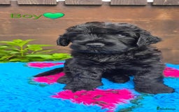 Russian Black Terrier dogs for sale: Russian Black Terrier  - Image 25
