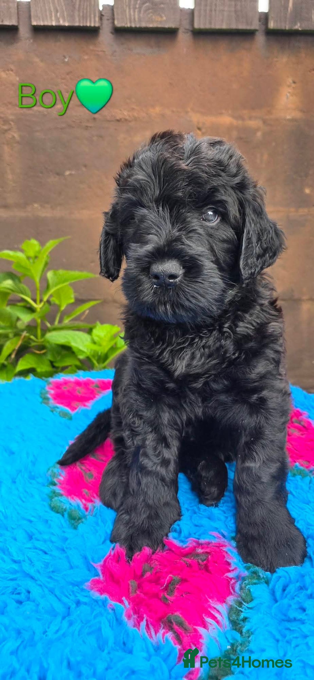 Russian Black Terrier dogs for sale: Russian Black Terrier  - Image 25
