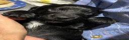 Cocker Spaniel dogs for sale: Cocker Spaniel Puppies, playful, calm temperament - Advert 4