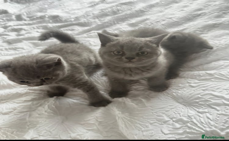 British Shorthair cats - Advert 10