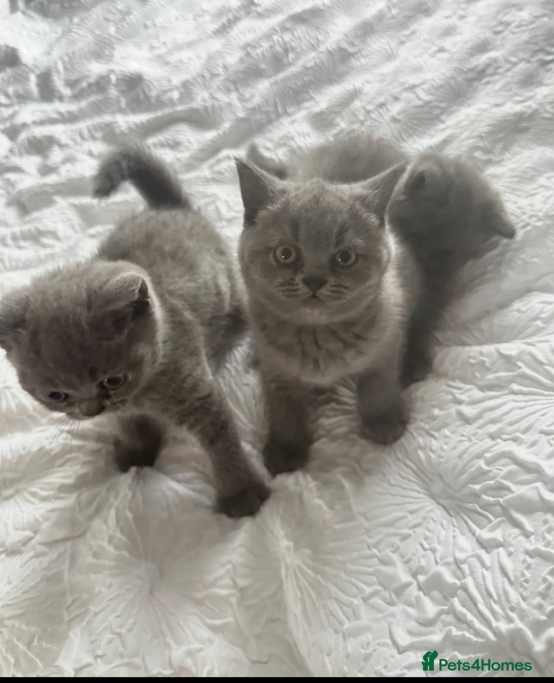British Shorthair cats for sale: British Blue shorthair  - Image 1