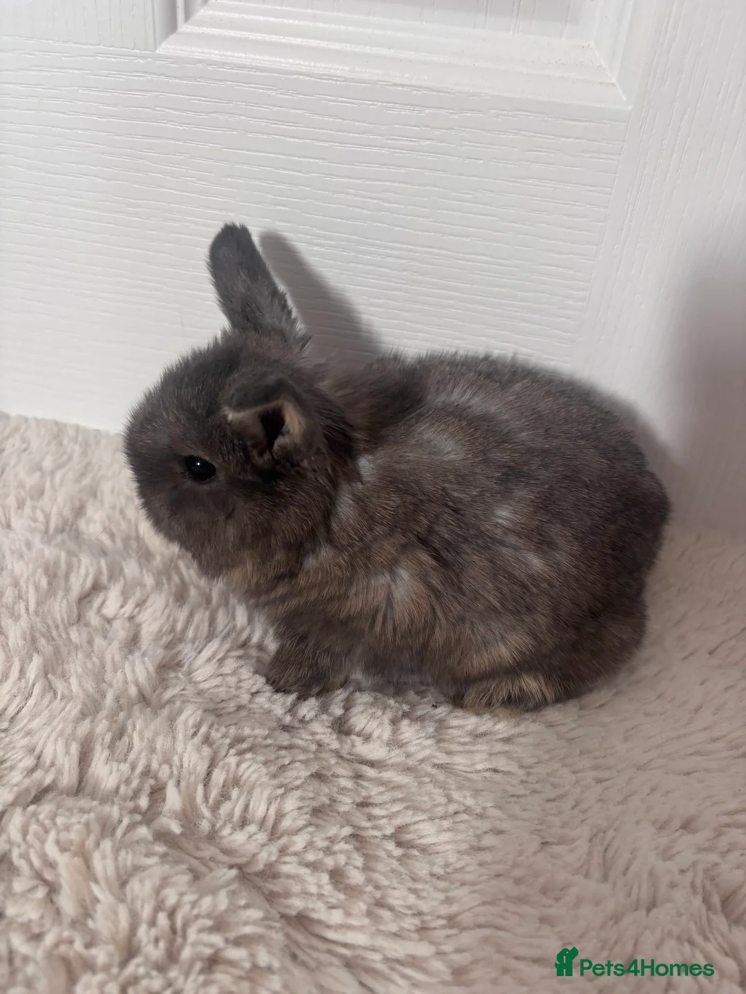 Mini Lop rabbits for sale: Mini lop bunnies🤎 in Bourne - Advert 5