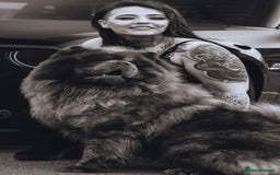 Chow Chow dogs for stud: Chocolate Split faced Merle Chow Chow Stud in Accrington - Advert 15