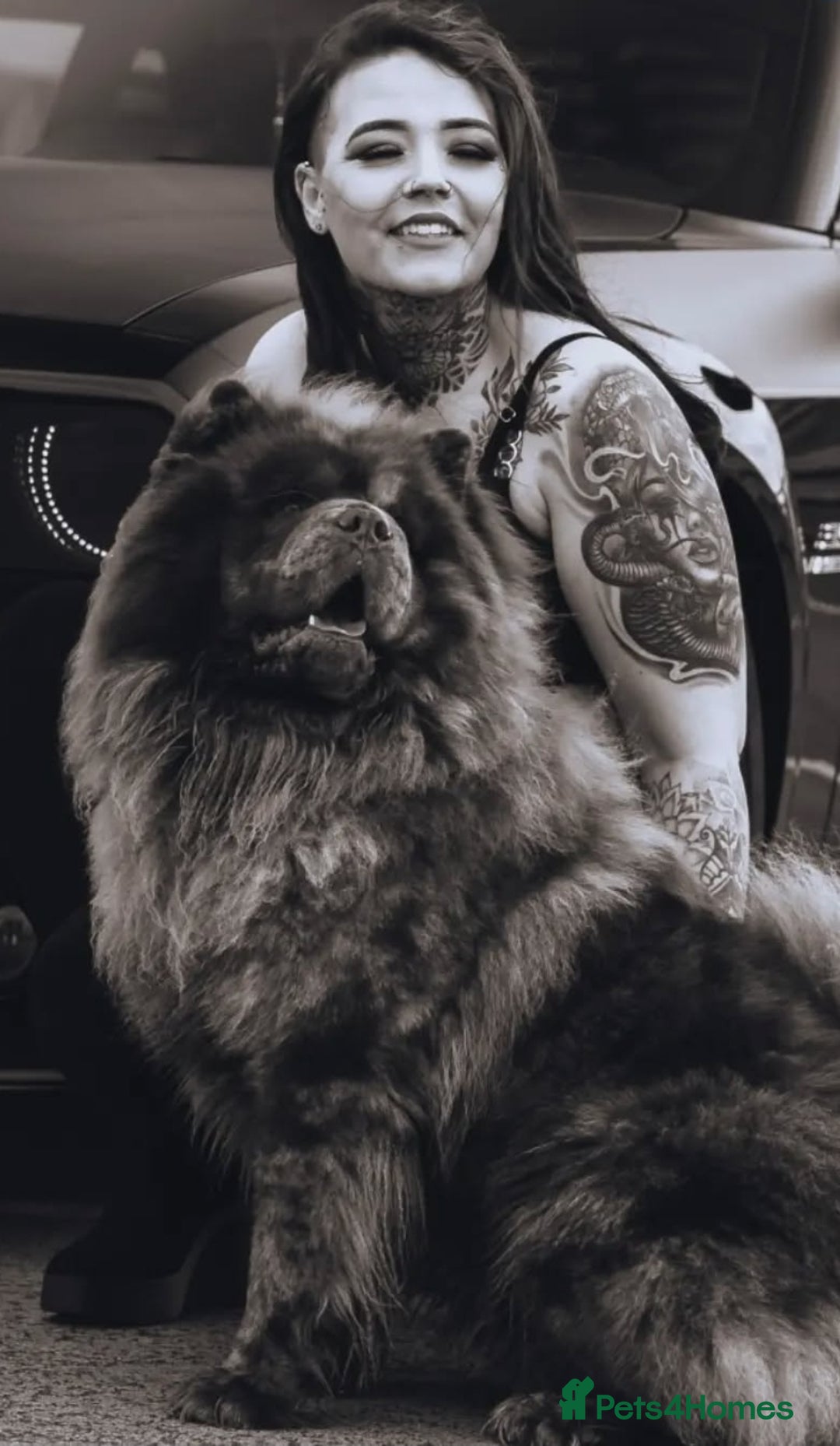 Chow Chow dogs for stud: Chocolate Split faced Merle Chow Chow Stud in Accrington - Advert 15