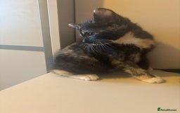 Mixed Breed cats for sale: 😻Happy kittens 😻 - Image 10