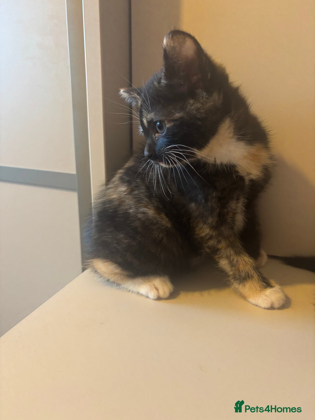 Mixed Breed cats for sale: 😻Happy kittens 😻 - Image 10