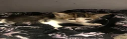 Mixed Breed cats for sale: Female Tabby kitten  in Runcorn - Advert 3