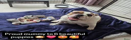 English Bulldog dogs for sale: English bulldog puppies 🐶  - Advert 1