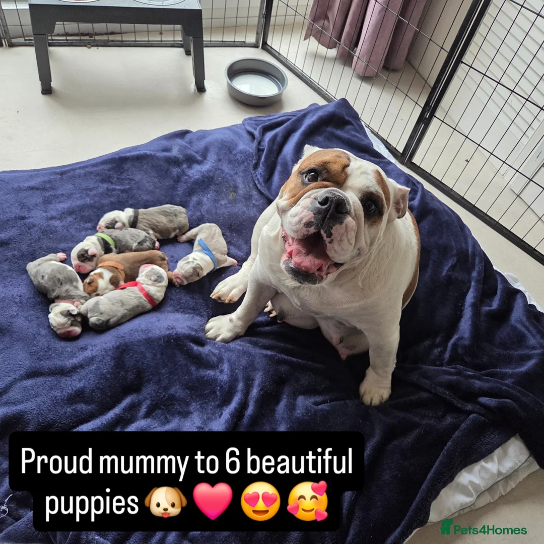 English Bulldog dogs for sale: English bulldog puppies 🐶  - Advert 1