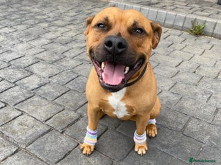 Staffordshire Bull Terrier dogs - Advert 1