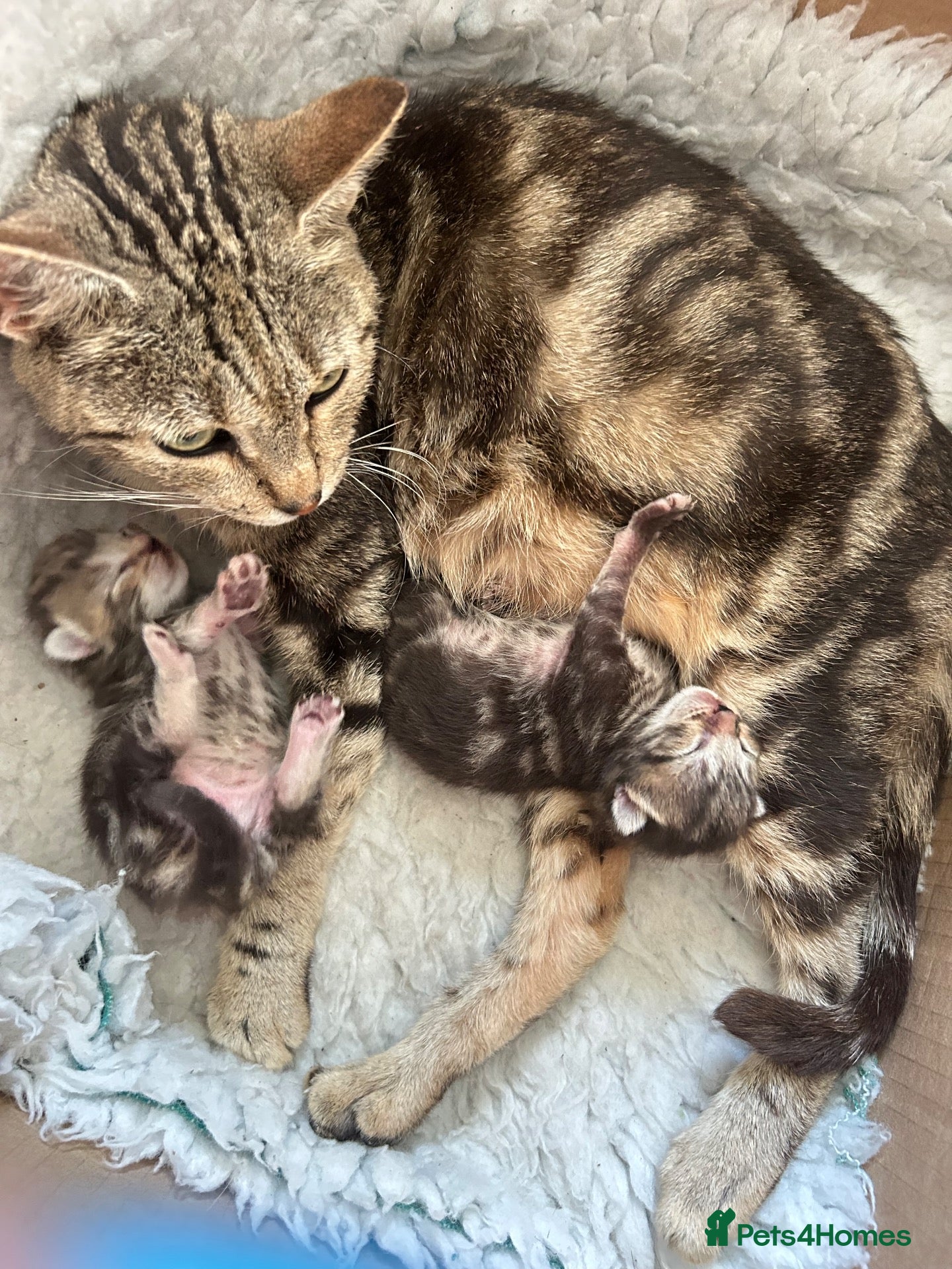 Mixed Breed cats Tabby kittens  - Advert 2