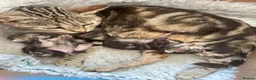 Mixed Breed cats for sale: Tabby kittens  - Advert 1