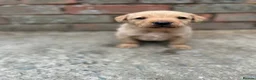 Labrador Retriever dogs for sale: 8 beautiful labradors for sale.  - Advert 14