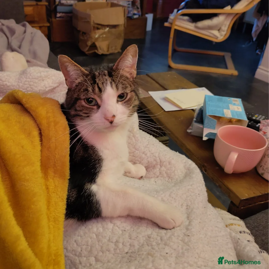 Mixed Breed cats for adoption: Sweet, Social butterfly - Advert 1