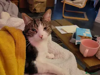 Mixed Breed cats Sweet, Social butterfly - Advert 2