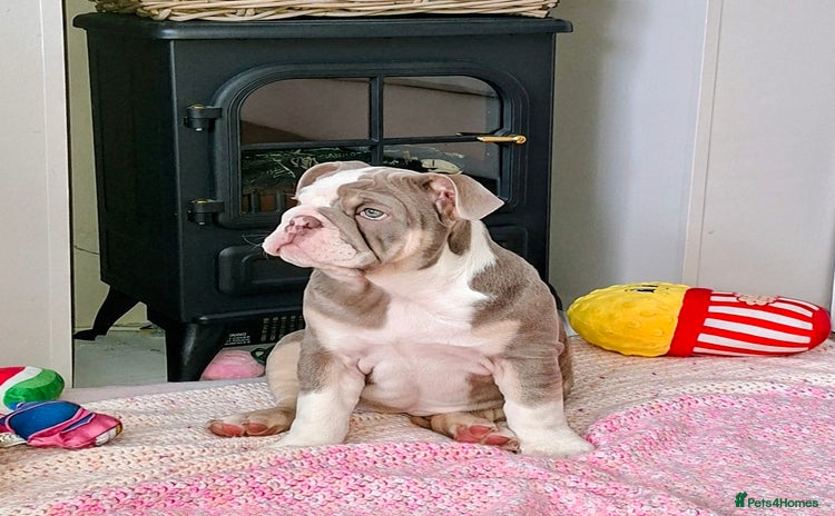 English Bulldog dogs - Advert 2