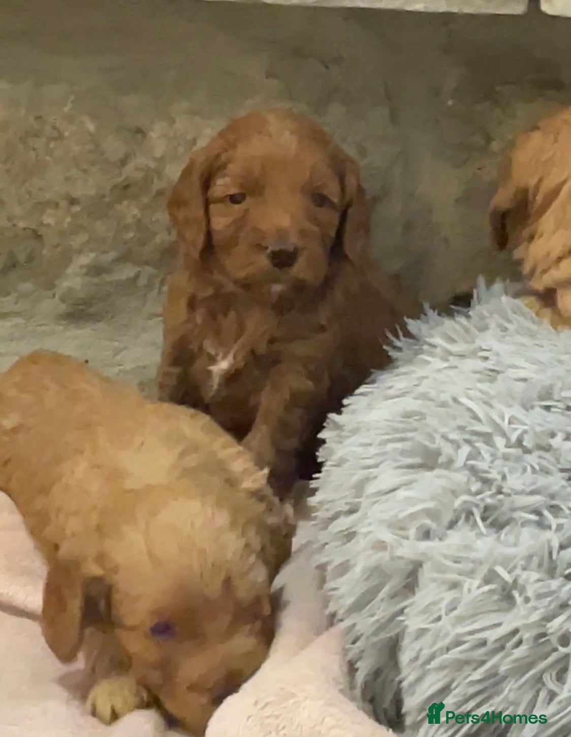 Cockapoo dogs 5⭐️ Red F1 cockapoo pups. Clear genetics - Advert 2