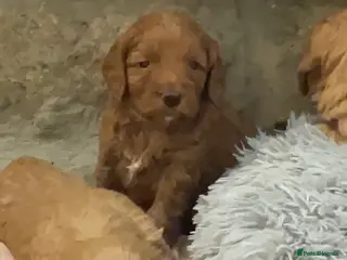 Cockapoo dogs 5⭐️ Red F1 cockapoo pups. Clear genetics - Advert 2