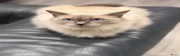 Ragdoll cats for sale: 🐾 Purebred Ragdoll Kittens – Available to Reserve - Advert 2
