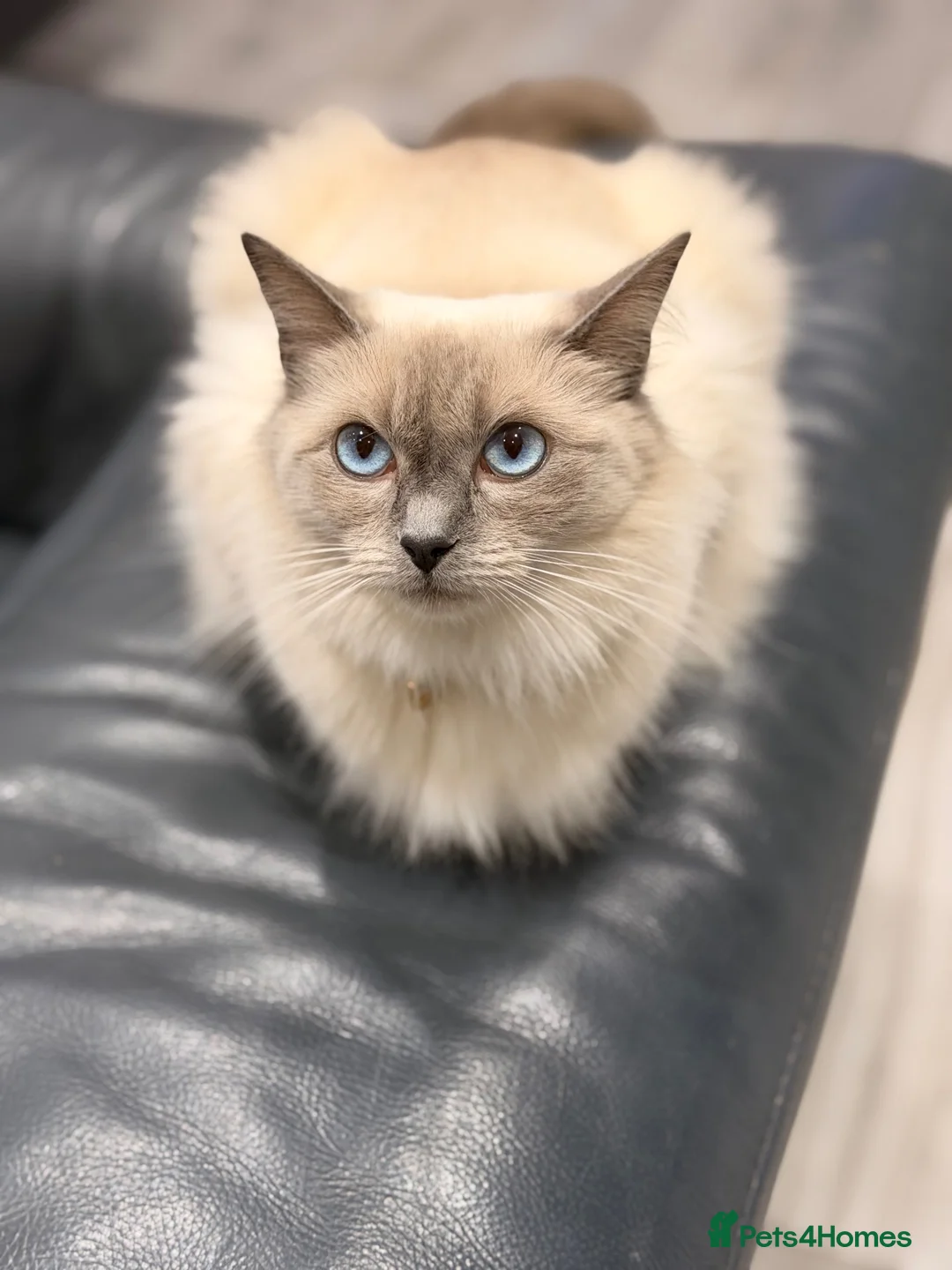 Ragdoll cats for sale: 🐾 Purebred Ragdoll Kittens – Available to Reserve - Advert 2