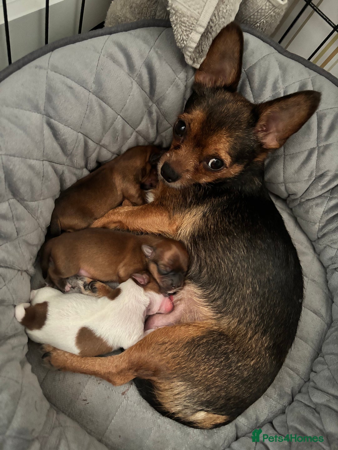 Mixed Breed dogs for sale: ✨ Chihuahua × Coton de Tulear puppies ✨ - Image 9