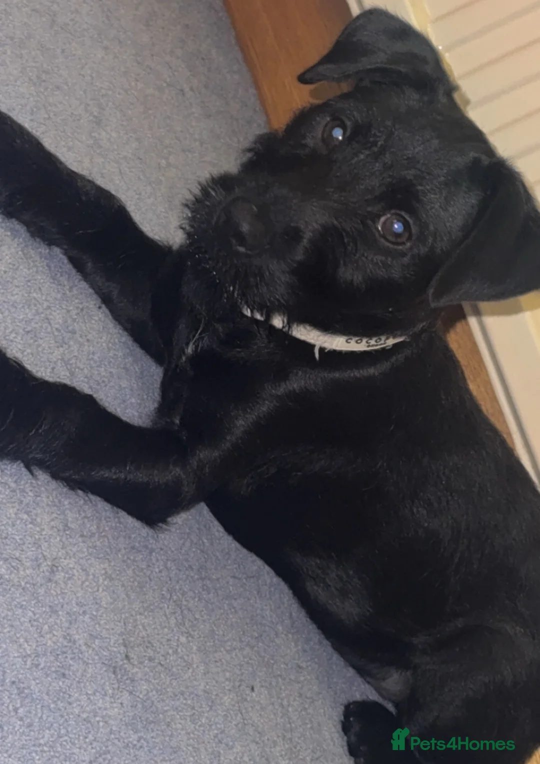 Patterdale Terrier dogs for sale: Patterdale bitch 3 months old  - Advert 6