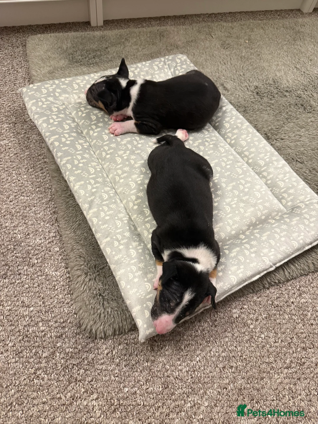 English Bull Terrier dogs for sale: English bull terrier  - Advert 2