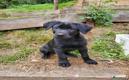 Mixed Breed dogs for sale: 3 gorgeous puppies ready for their new home - Image 3