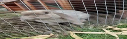 Mini Lop rabbits for sale: Two Mini Lops, Hutches & Runs(together/separately) in Nottingham - Advert 2