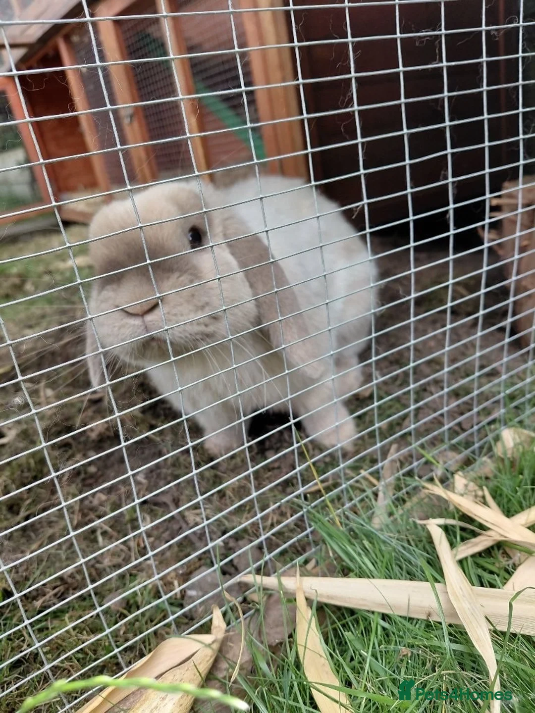 Mini Lop rabbits for sale: Two Mini Lops, Hutches & Runs(together/separately) in Nottingham - Advert 2