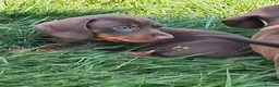 Dachshund dogs for sale: Beautiful Dachshund Puppies in Edinburgh - Advert 9