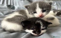 Mixed Breed cats for sale: ❤️*Blue/white & black/white friendly kittens*❤️ - Image 12