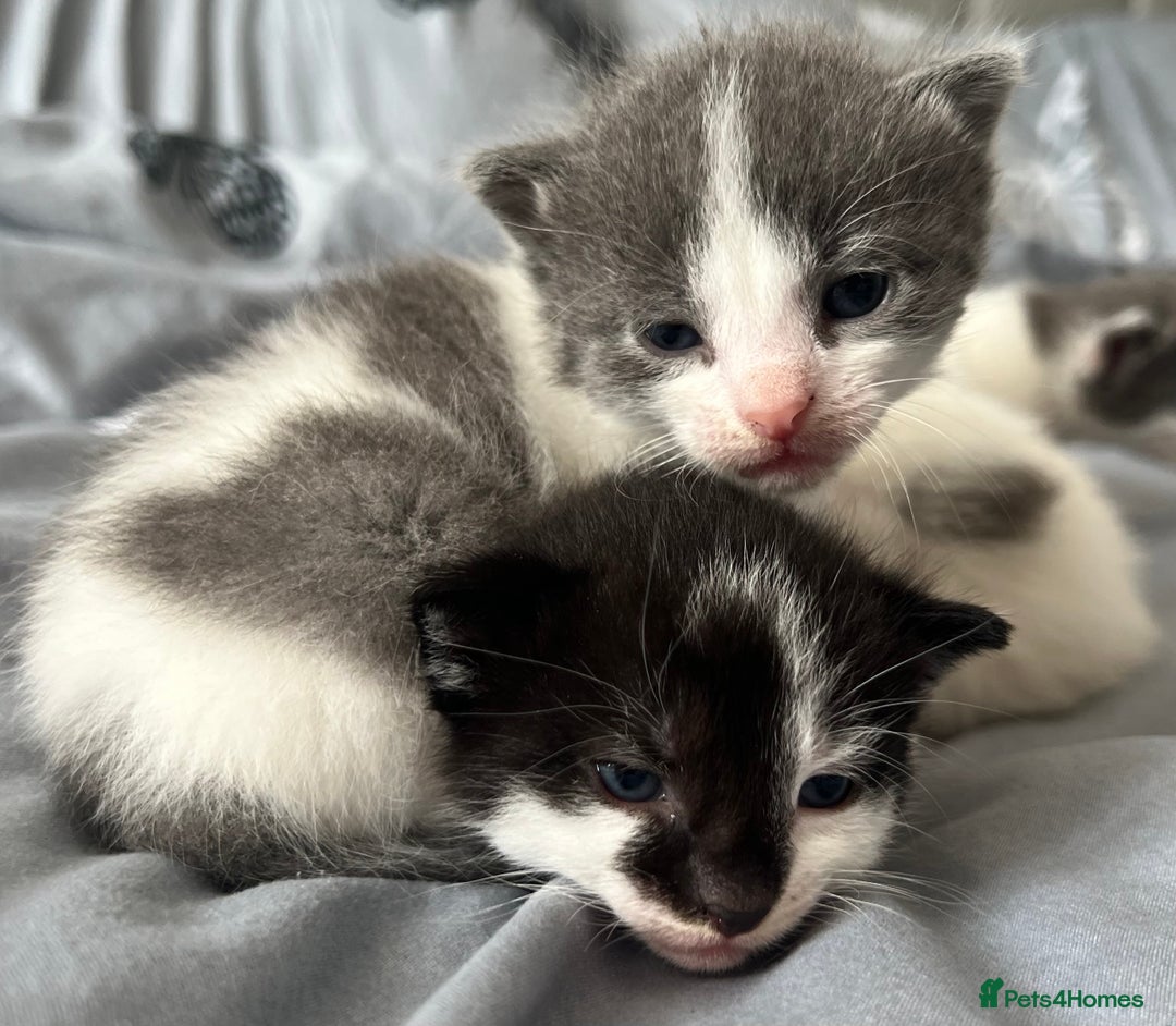 Mixed Breed cats for sale: ❤️*Blue/white & black/white friendly kittens*❤️ - Image 12