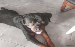 Rottweiler dogs for sale: Imported rottie champion lines  - Image 4